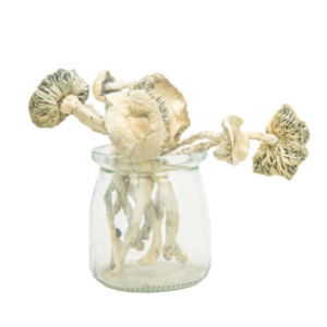 Buy Coasta Rican Magic Mushroom Online