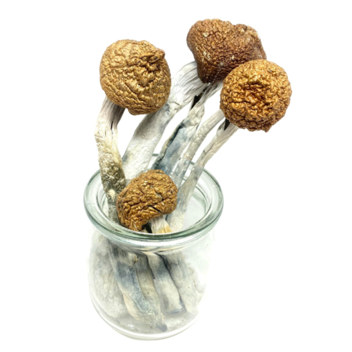 Buy McKennaiis Magic Mushroom Online