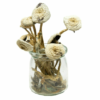 Buy White Avery Albino Magic Mushroom Online